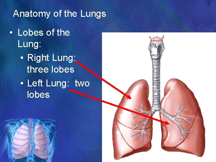 Anatomy of the Lungs • Lobes of the Lung: • Right Lung: three lobes