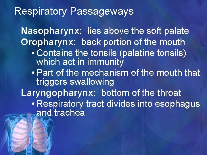 Respiratory Passageways Nasopharynx: lies above the soft palate Oropharynx: back portion of the mouth