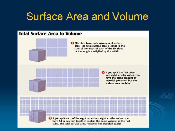 Surface Area and Volume 