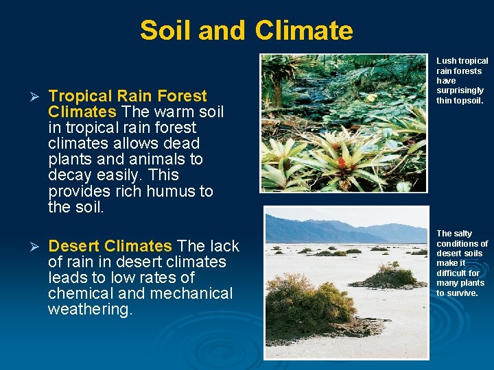 Soil and Climate Ø Ø Tropical Rain Forest Climates The warm soil in tropical
