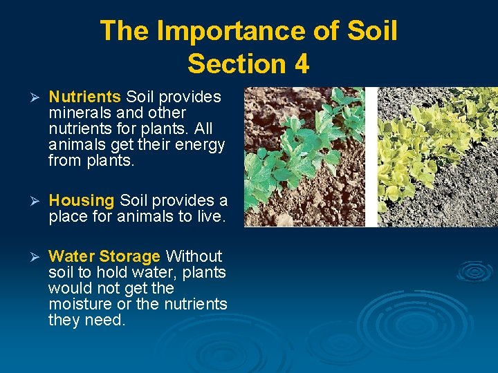 The Importance of Soil Section 4 Ø Nutrients Soil provides minerals and other nutrients