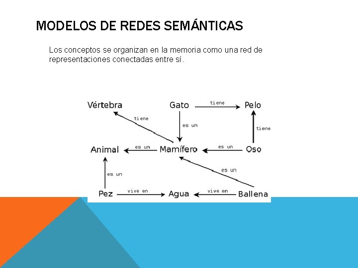 MODELOS DE REDES SEMÁNTICAS Los conceptos se organizan en la memoria como una red