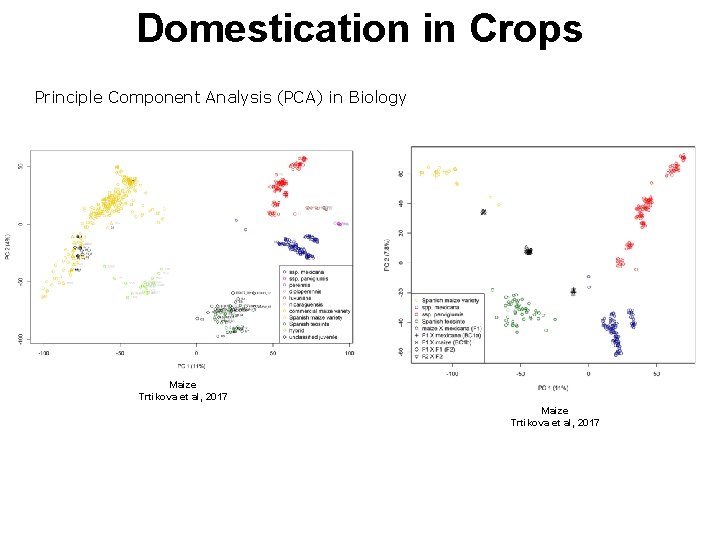 Domestication in Crops Principle Component Analysis (PCA) in Biology Maize Trtikova et al, 2017