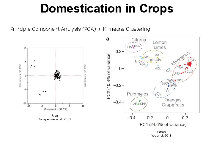 Domestication in Crops Principle Component Analysis (PCA) + K-means Clustering Rice Kanapeckas et al,