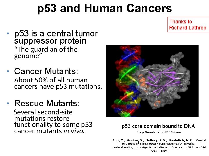 p 53 and Human Cancers • p 53 is a central tumor suppressor protein