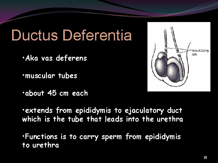 Ductus Deferentia • Aka vas deferens • muscular tubes • about 45 cm each