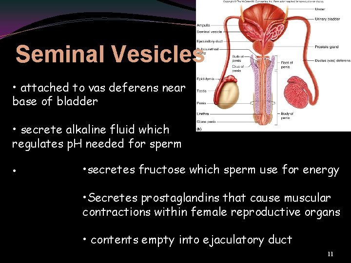Seminal Vesicles • attached to vas deferens near base of bladder • secrete alkaline