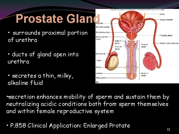 Prostate Gland • surrounds proximal portion of urethra • ducts of gland open into