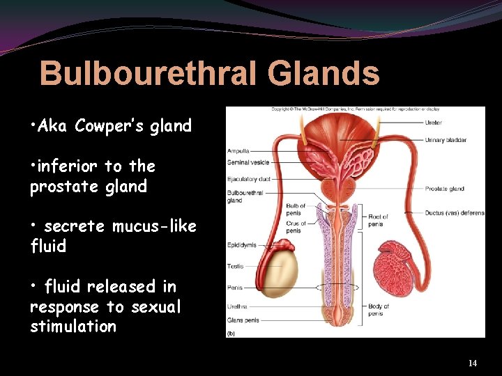 Bulbourethral Glands • Aka Cowper’s gland • inferior to the prostate gland • secrete