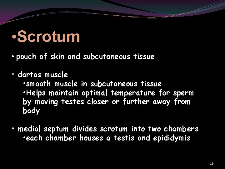  • Scrotum • pouch of skin and subcutaneous tissue • dartos muscle •