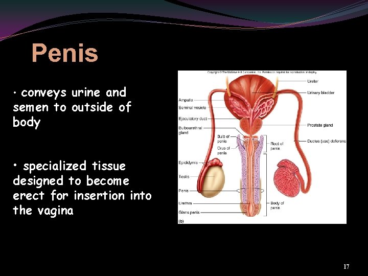 Penis • conveys urine and semen to outside of body • specialized tissue designed