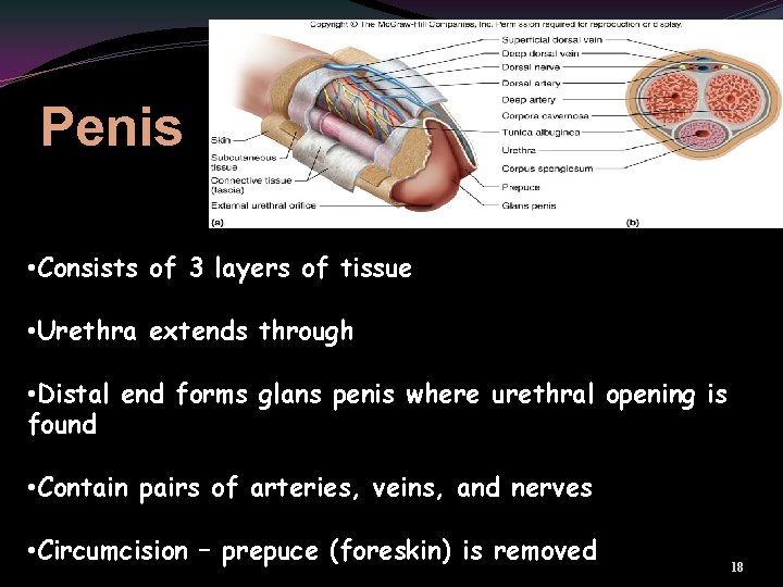 Penis • Consists of 3 layers of tissue • Urethra extends through • Distal