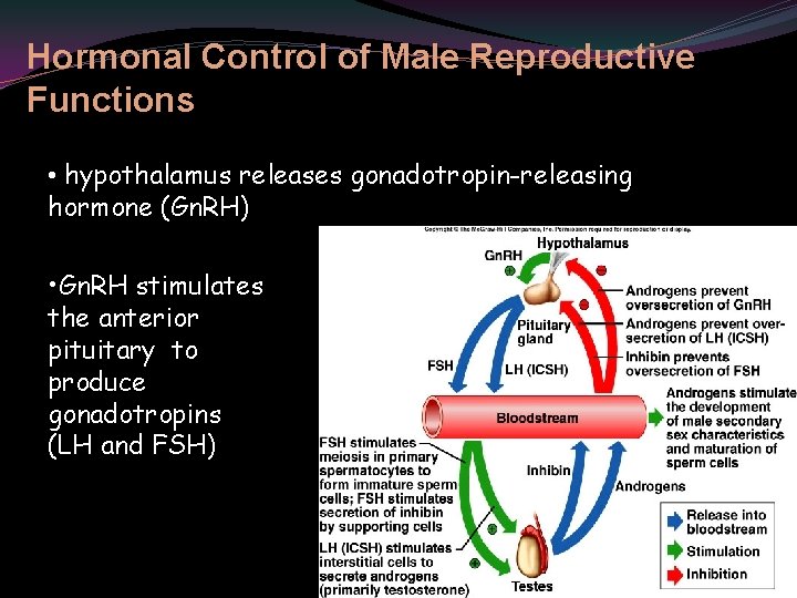 Hormonal Control of Male Reproductive Functions • hypothalamus releases gonadotropin-releasing hormone (Gn. RH) •