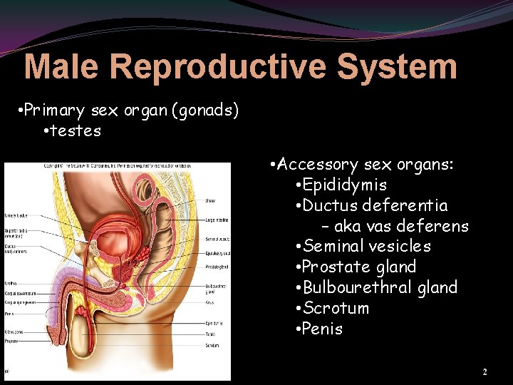 Male Reproductive System • Primary sex organ (gonads) • testes • Accessory sex organs: