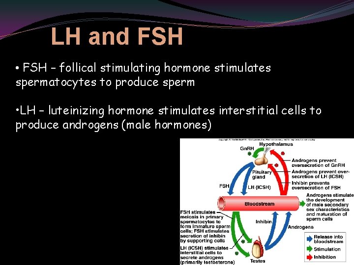 LH and FSH • FSH – follical stimulating hormone stimulates spermatocytes to produce sperm