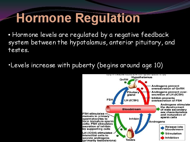 Hormone Regulation • Hormone levels are regulated by a negative feedback system between the