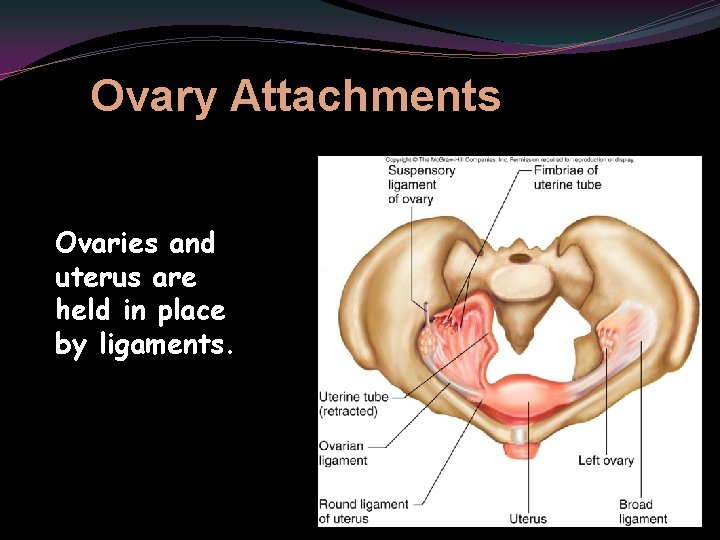 Ovary Attachments Ovaries and uterus are held in place by ligaments. 24 