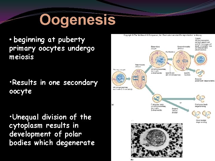 Oogenesis • beginning at puberty primary oocytes undergo meiosis • Results in one secondary