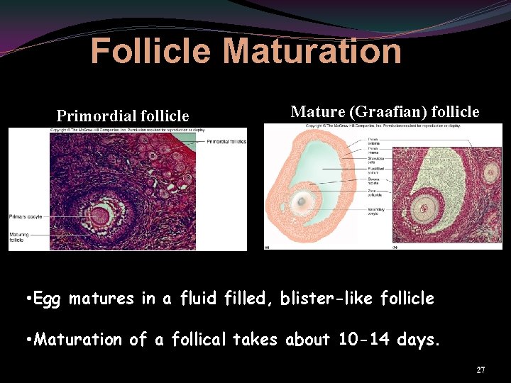 Follicle Maturation Primordial follicle Mature (Graafian) follicle • Egg matures in a fluid filled,