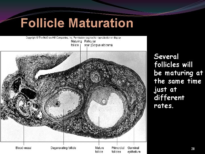 Follicle Maturation Several follicles will be maturing at the same time just at different