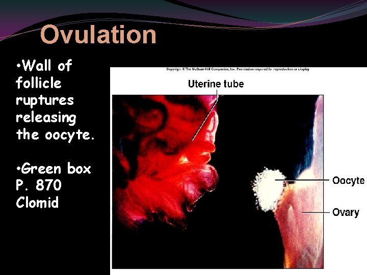 Ovulation • Wall of follicle ruptures releasing the oocyte. • Green box P. 870