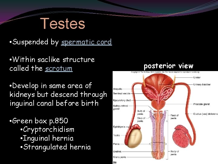 Testes • Suspended by spermatic cord • Within saclike structure called the scrotum posterior