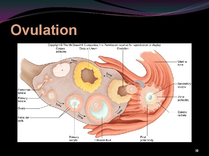 Ovulation 30 