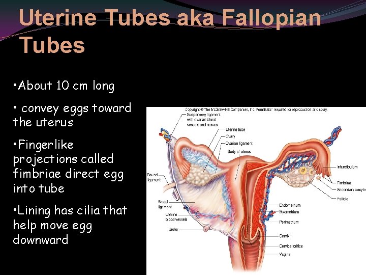 Uterine Tubes aka Fallopian Tubes • About 10 cm long • convey eggs toward
