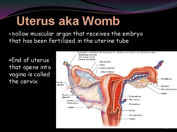 Uterus aka Womb • hollow muscular organ that receives the embryo that has been