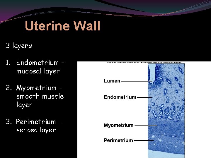 Uterine Wall 3 layers 1. Endometrium – mucosal layer 2. Myometrium – smooth muscle