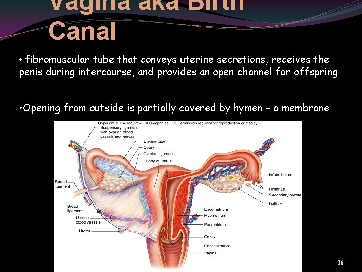 Vagina aka Birth Canal • fibromuscular tube that conveys uterine secretions, receives the penis