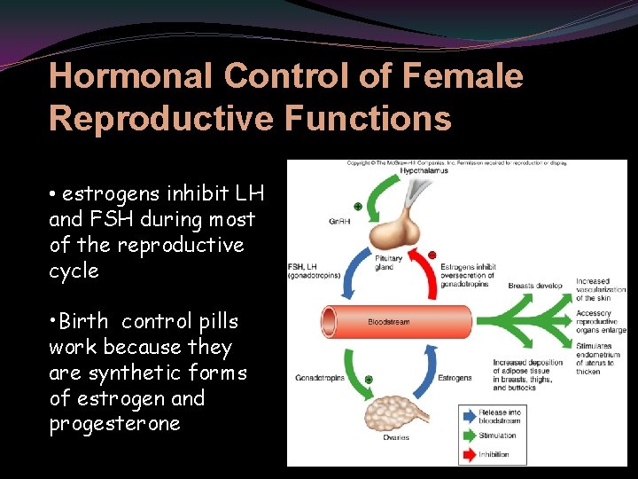 Hormonal Control of Female Reproductive Functions • estrogens inhibit LH and FSH during most