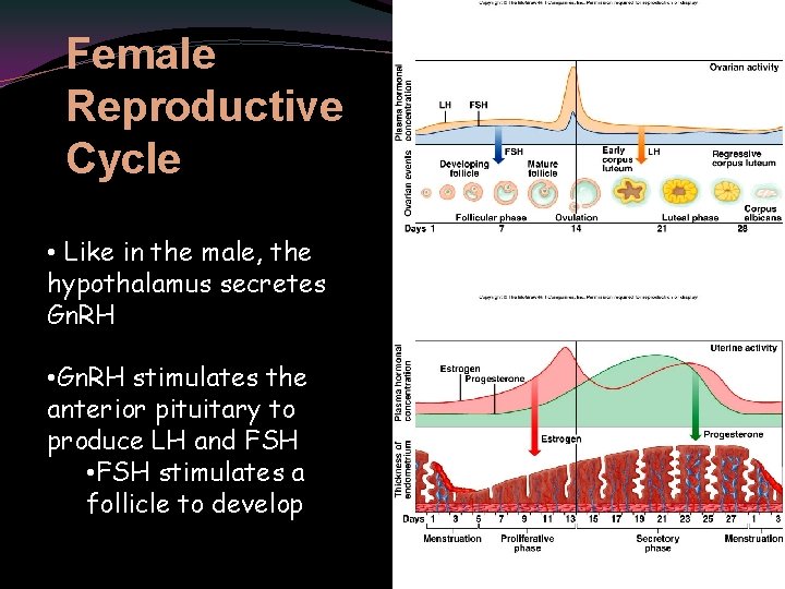 Female Reproductive Cycle • Like in the male, the hypothalamus secretes Gn. RH •