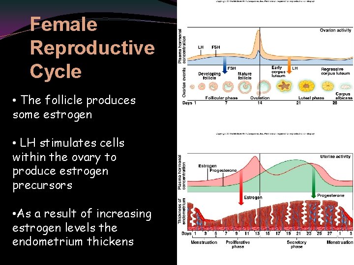 Female Reproductive Cycle • The follicle produces some estrogen • LH stimulates cells within