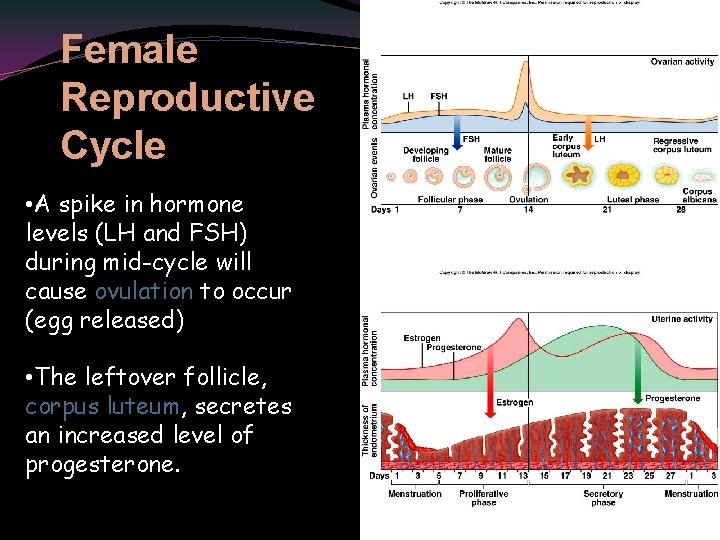 Female Reproductive Cycle • A spike in hormone levels (LH and FSH) during mid-cycle