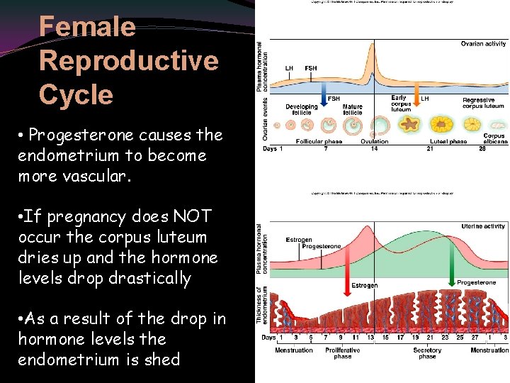 Female Reproductive Cycle • Progesterone causes the endometrium to become more vascular. • If
