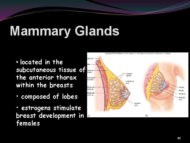 Mammary Glands • located in the subcutaneous tissue of the anterior thorax within the