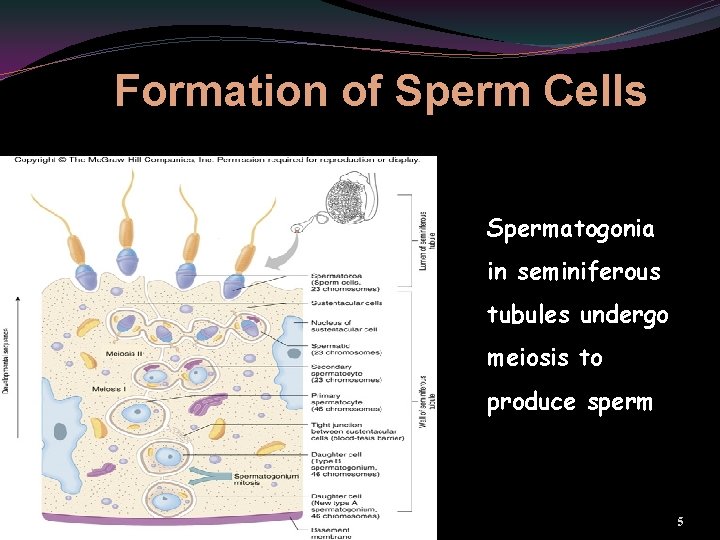 Formation of Sperm Cells Spermatogonia in seminiferous tubules undergo meiosis to produce sperm 5