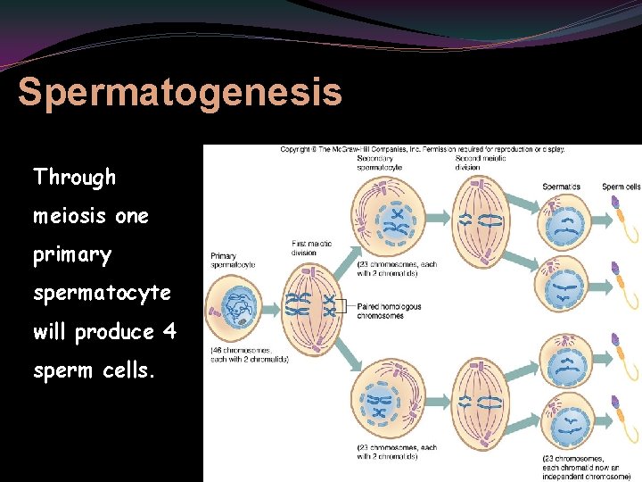 Spermatogenesis Through meiosis one primary spermatocyte will produce 4 sperm cells. 6 