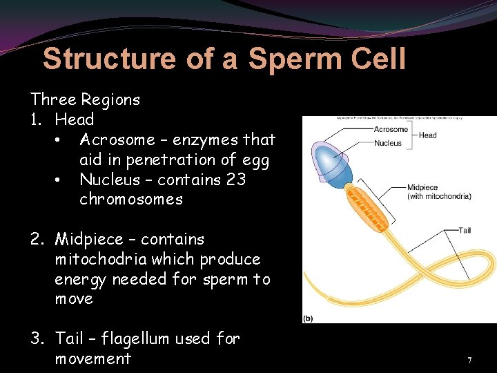 Structure of a Sperm Cell Three Regions 1. Head • Acrosome – enzymes that