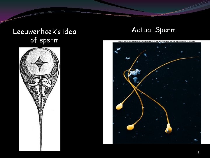 Leeuwenhoek’s idea of sperm Actual Sperm 8 