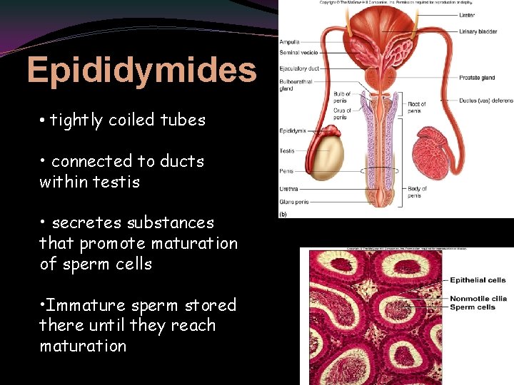 Epididymides • tightly coiled tubes • connected to ducts within testis • secretes substances