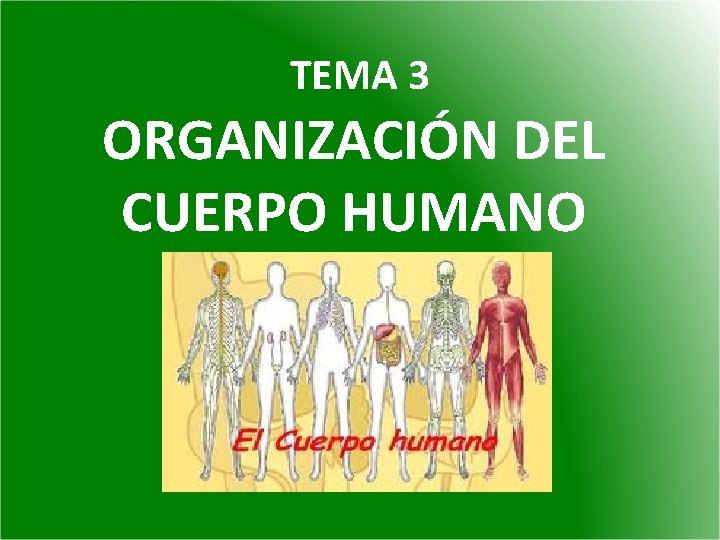 TEMA 3 ORGANIZACIÓN DEL CUERPO HUMANO TEMA 3 ORGANIZACIÓN DEL CUERPO HUMANO