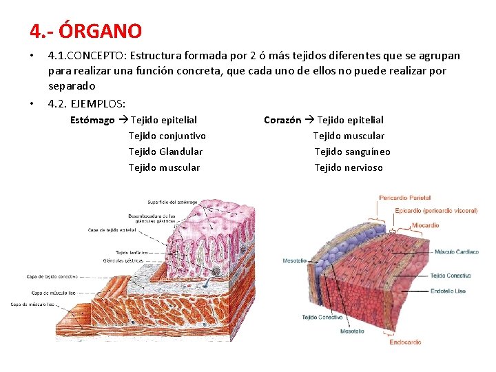 4. - ÓRGANO • • 4. 1. CONCEPTO: Estructura formada por 2 ó más