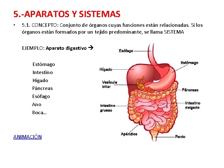 5. -APARATOS Y SISTEMAS • 5. 1. CONCEPTO: Conjunto de órganos cuyas funciones están