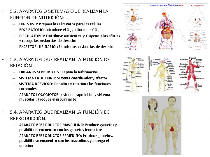  • 5. 2. APARATOS O SISTEMAS QUE REALIZAN LA FUNCIÓN DE NUTRICIÓN: –