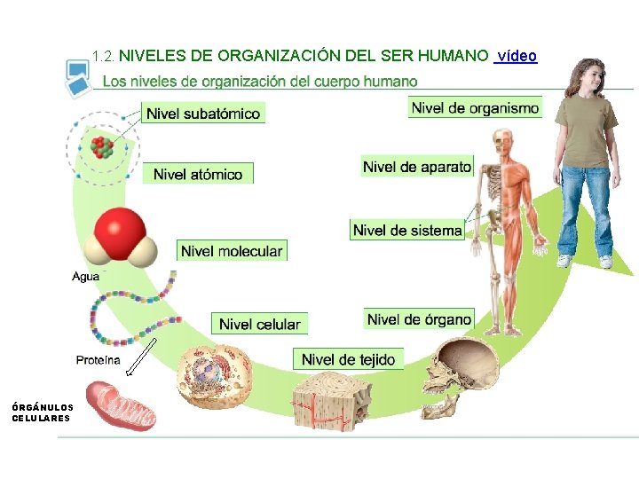 1. 2. NIVELES DE ORGANIZACIÓN DEL SER HUMANO vídeo ÓRGÁNULOS CELULARES 