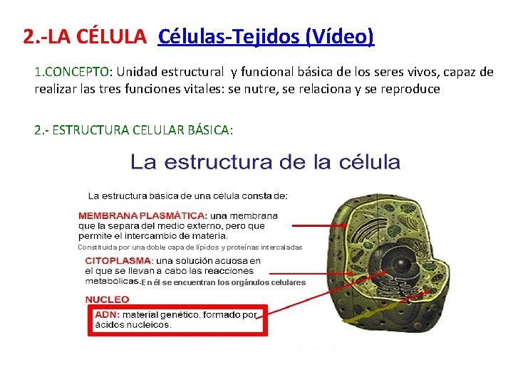 2. -LA CÉLULA Células-Tejidos (Vídeo) 1. CONCEPTO: Unidad estructural y funcional básica de los