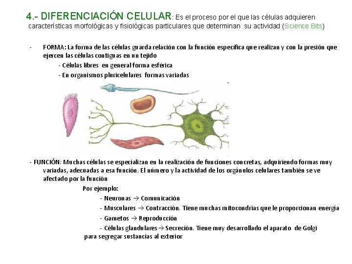 4. - DIFERENCIACIÓN CELULAR: Es el proceso por el que las células adquieren características