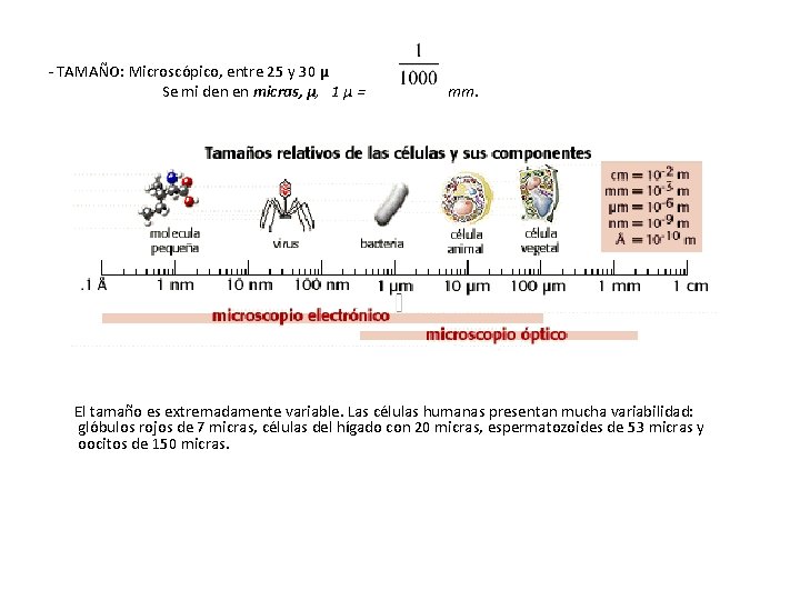 - TAMAÑO: Microscópico, entre 25 y 30 μ Se mi den en micras, μ, - TAMAÑO: Microscópico, entre 25 y 30 μ Se mi den en micras, μ,